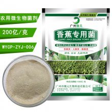 香蕉有機(jī)肥生物功能菌 抗重茬、解磷解鉀、促生長的微生物菌劑全解析