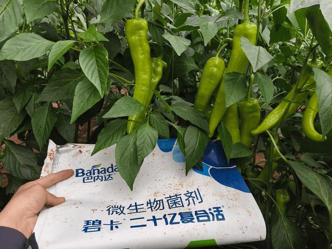微生物菌劑沒效果?那是你用法不對